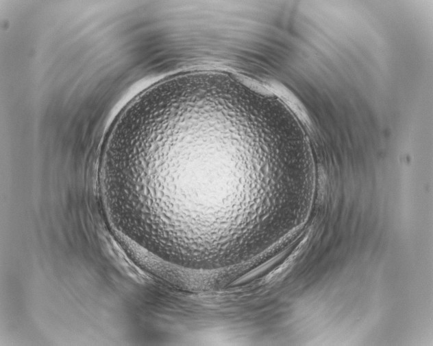 X0000086951052200704231421