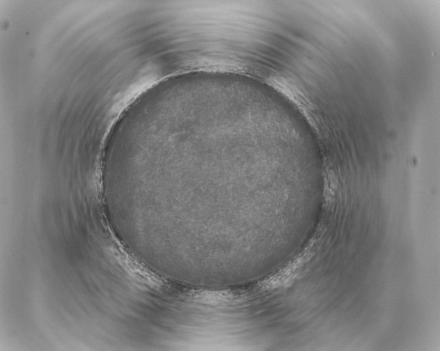 X0000086951074200704231420