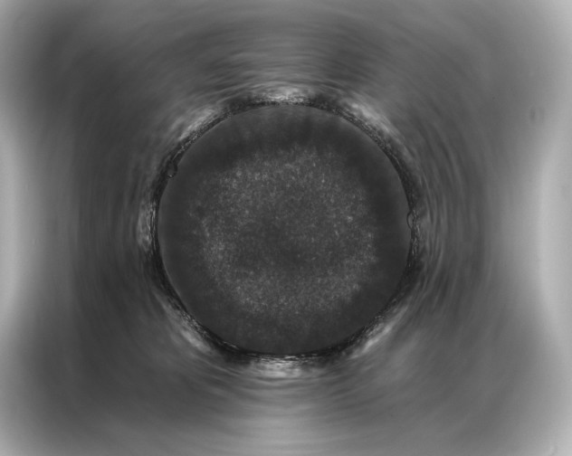 X0000086950325200704301223