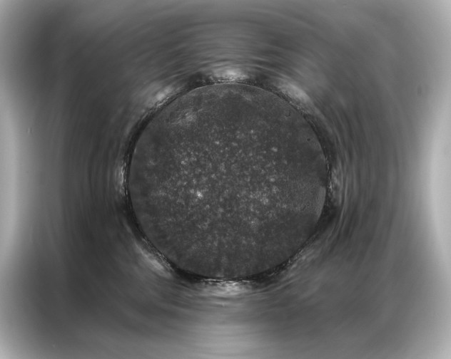 X0000086950330200704301222