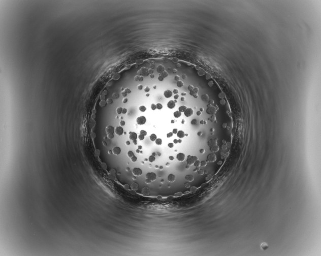 X0000086950408200704301221