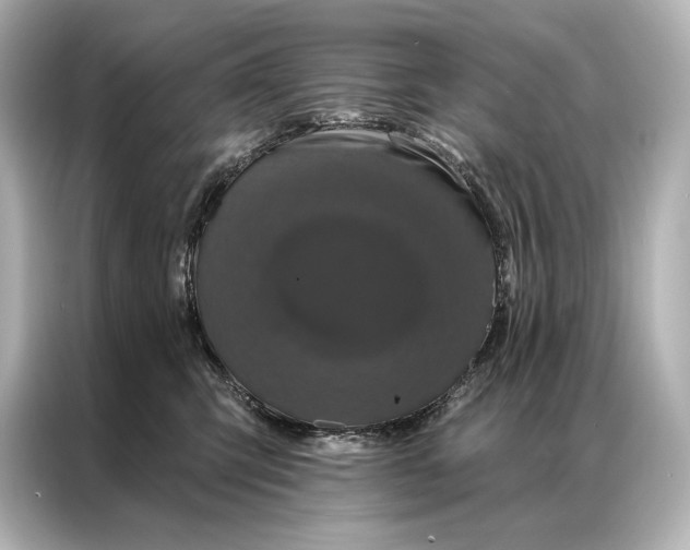 X0000086950423200704301221