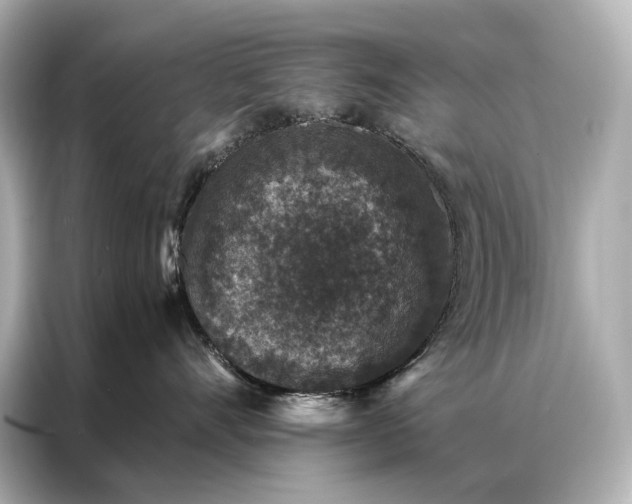 X0000086950528200704301220