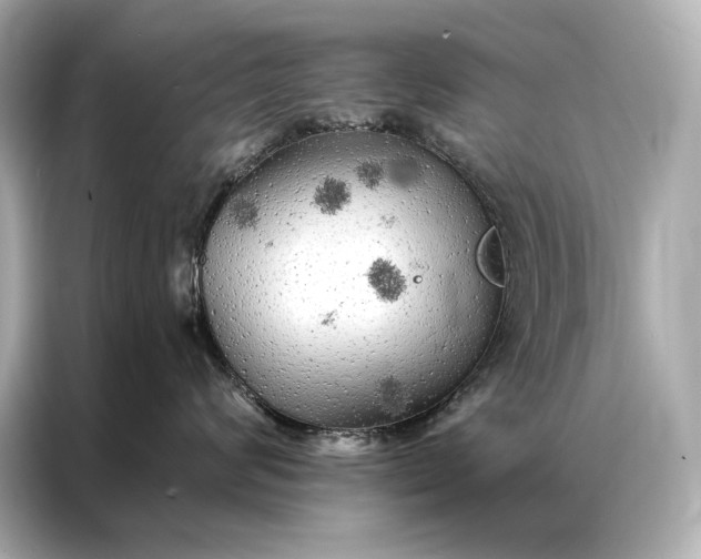 X0000086950624200704301219