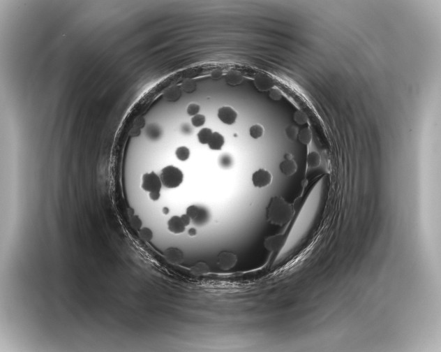 X0000086950783200704301217