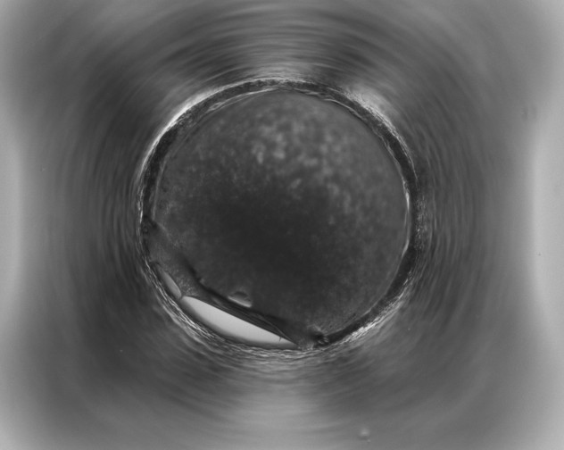 X0000086950923200704301214