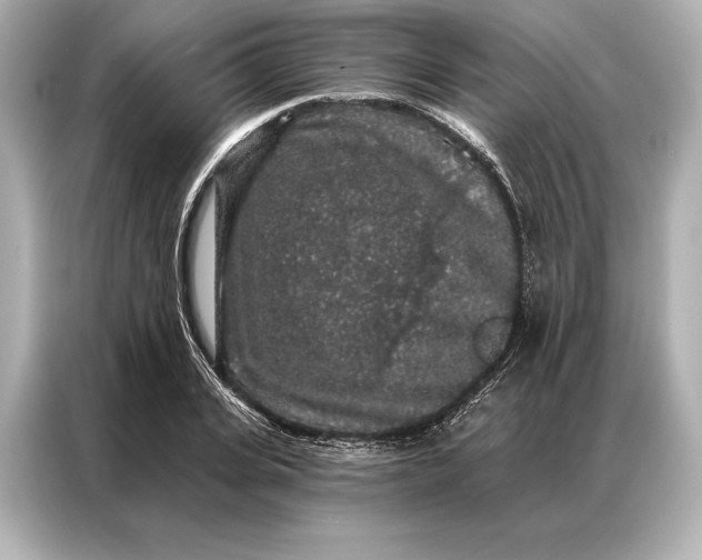 X0000086950935200704301214