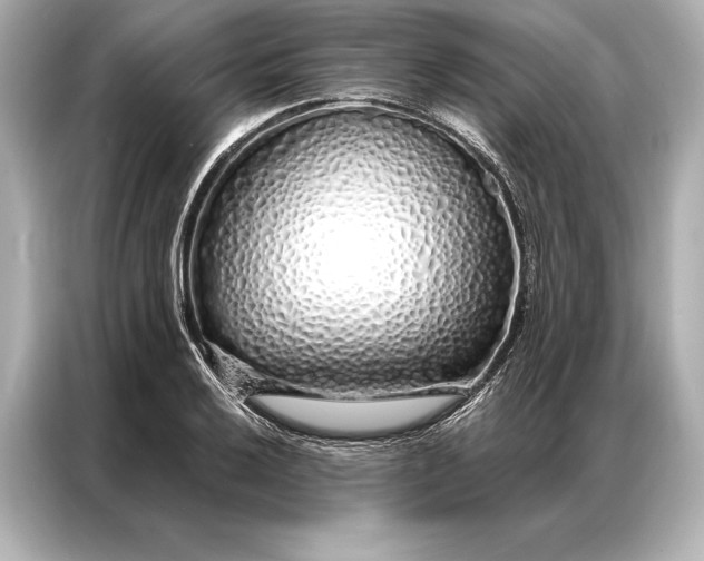 X0000086951032200704301213