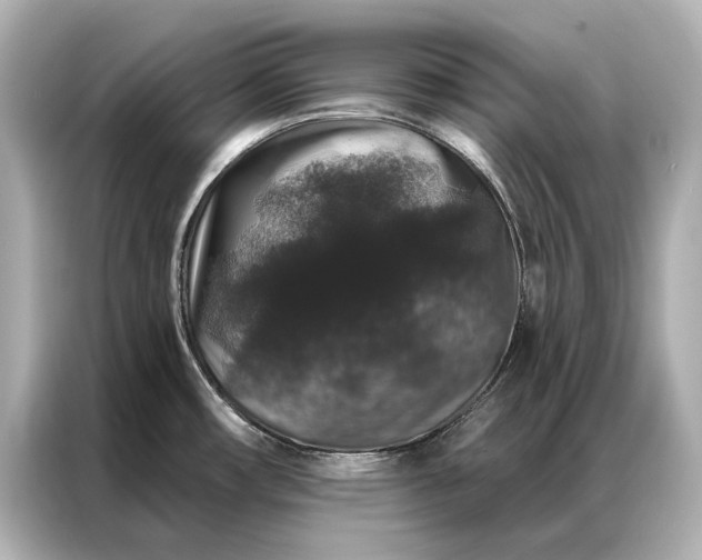 X0000086951482200704301207