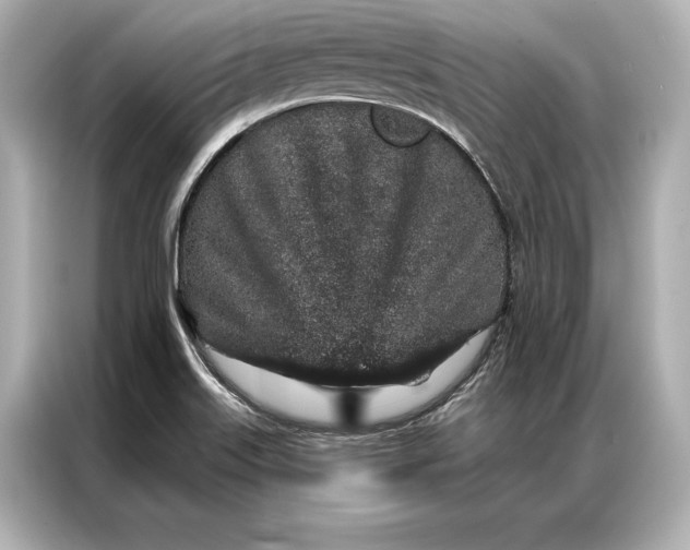 X0000086951515200704301207