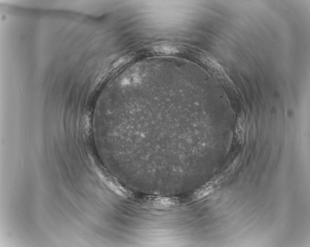 X0000086950330200705071449