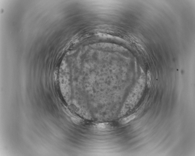 X0000086950382200705071449