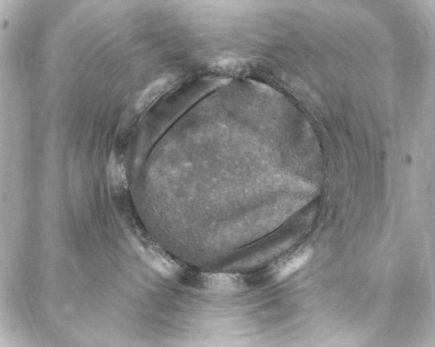 X0000086950432200705071448