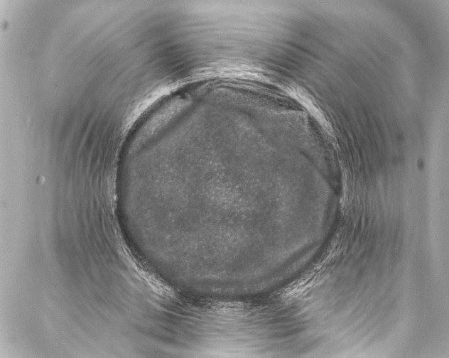 X0000086950438200705071447