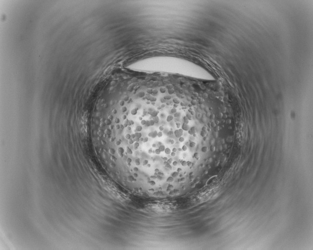 X0000086950466200705071447