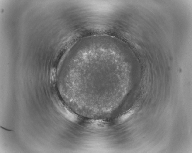 X0000086950528200705071446