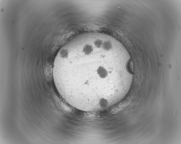 X0000086950624200705071444