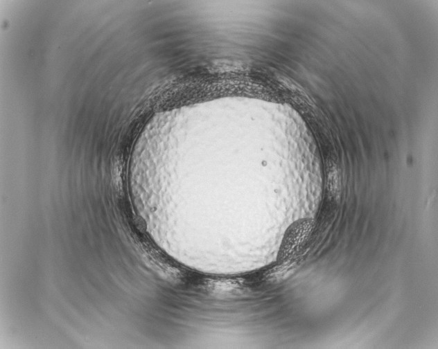 X0000086950662200705071444