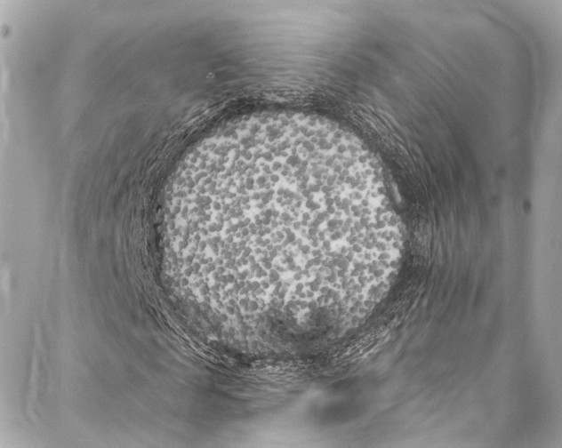 X0000086950817200705071441