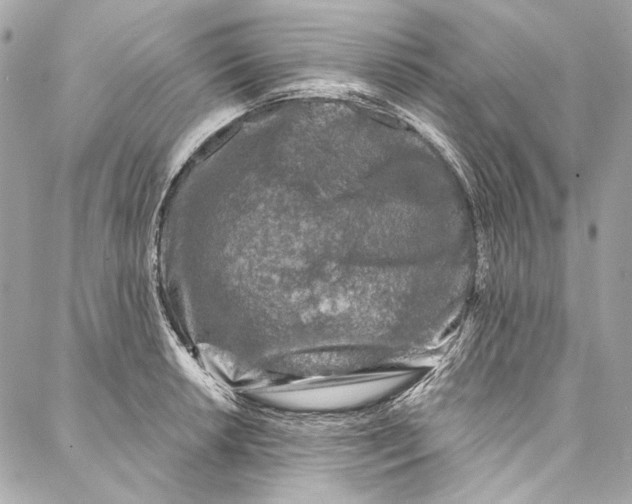 X0000086951042200705071438