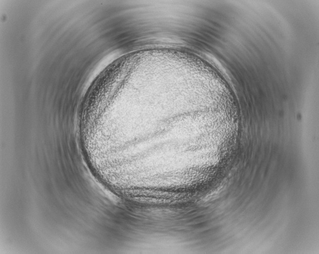 X0000086951243200705071435