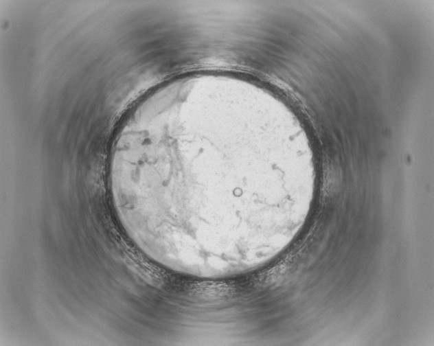 X0000086951314200705071433