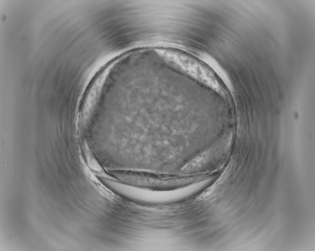 X0000086951388200705071432