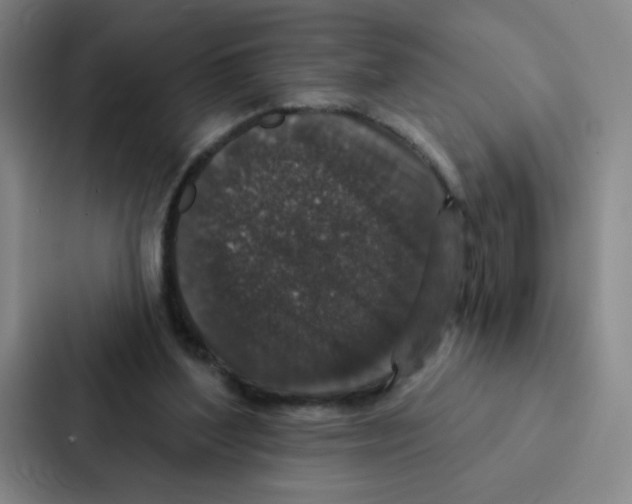 X0000086950204200705141829