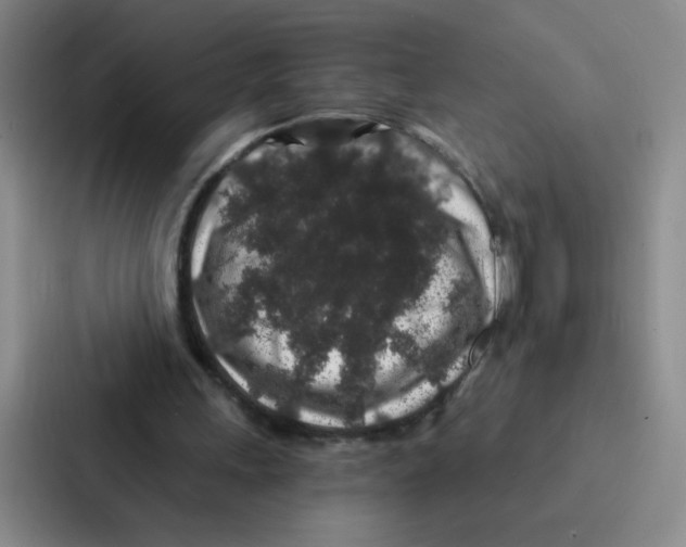 X0000086950243200705141828