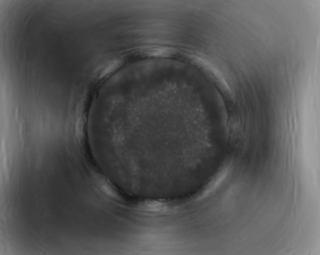 X0000086950325200705141827