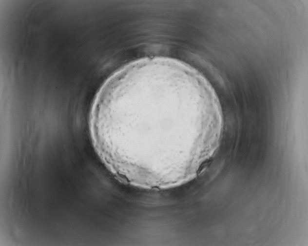 X0000086950375200705141827