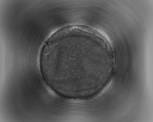 X0000086950389200705141826