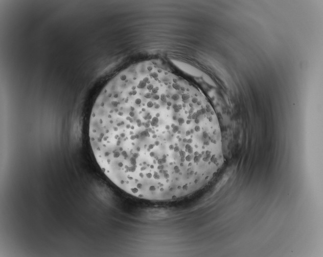 X0000086950404200705141826