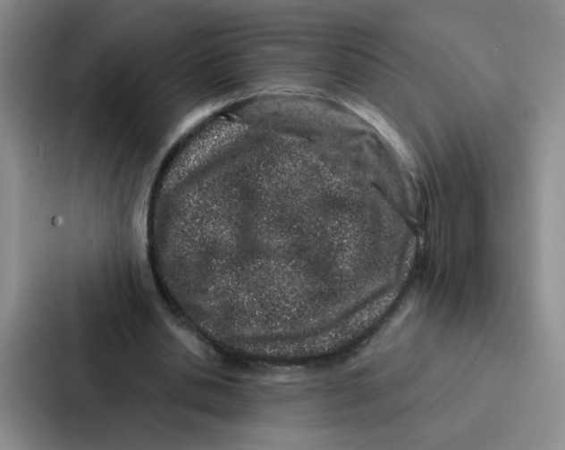 X0000086950438200705141825