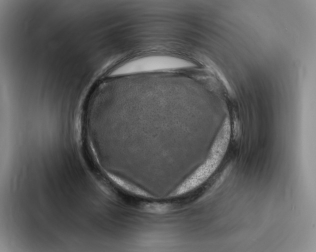 X0000086950444200705141825