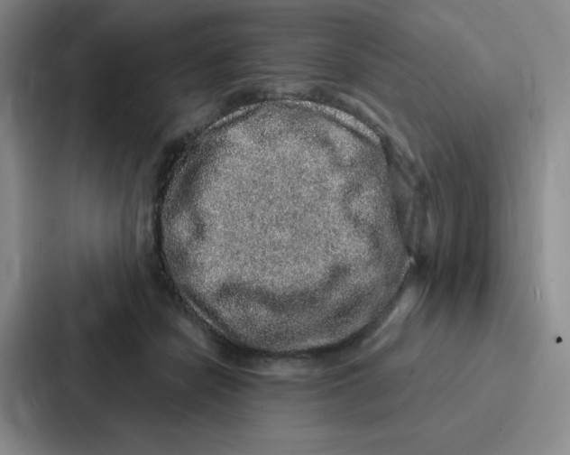 X0000086950462200705141825