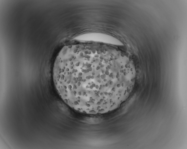 X0000086950466200705141825