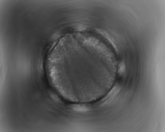 X0000086950524200705141824