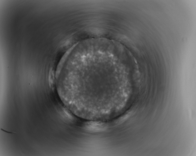 X0000086950528200705141824