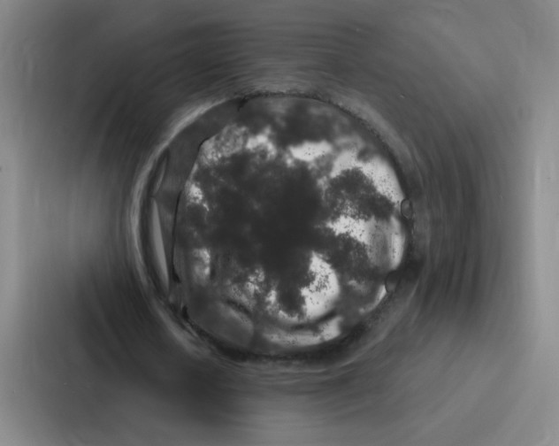 X0000086950626200705141823