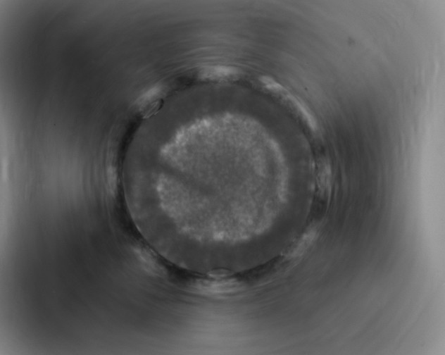 X0000086950716200705141822