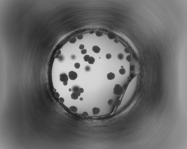 X0000086950783200705141821