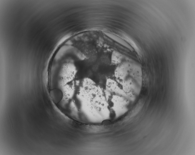 X0000086951095200705141817