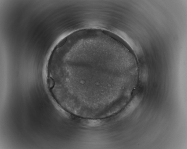 X0000086951144200705141817