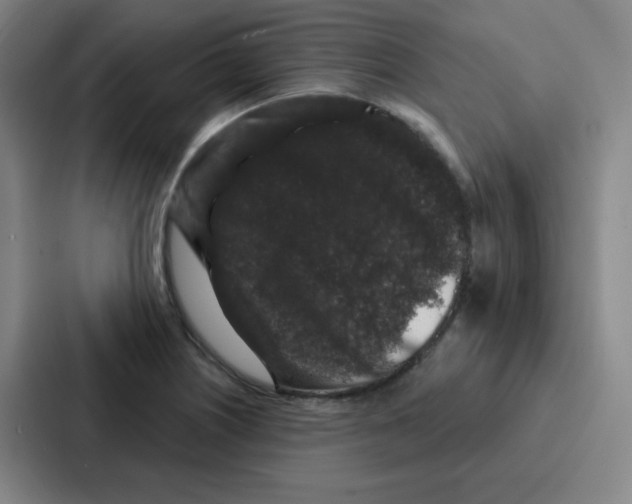 X0000086951226200705141815