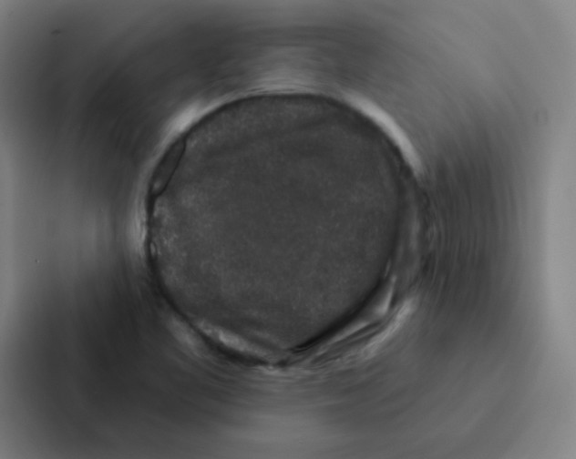 X0000086951461200705141812