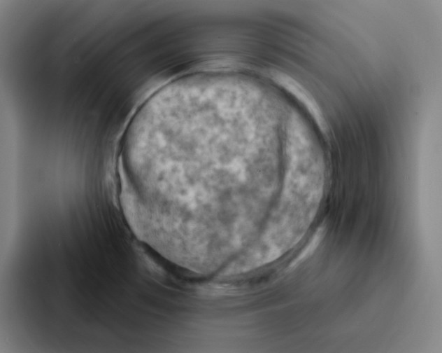 X0000086951481200705141812