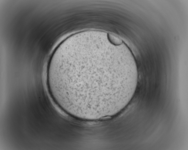 X0000086951523200705141812