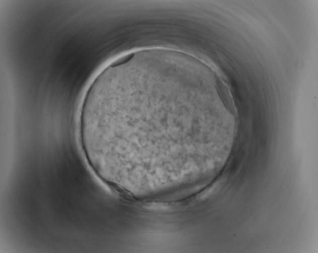 X0000086951536200705141812