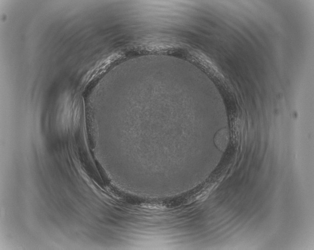X0000086960644200704161519